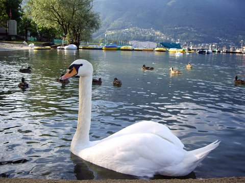 lake_lago_maggiore_04